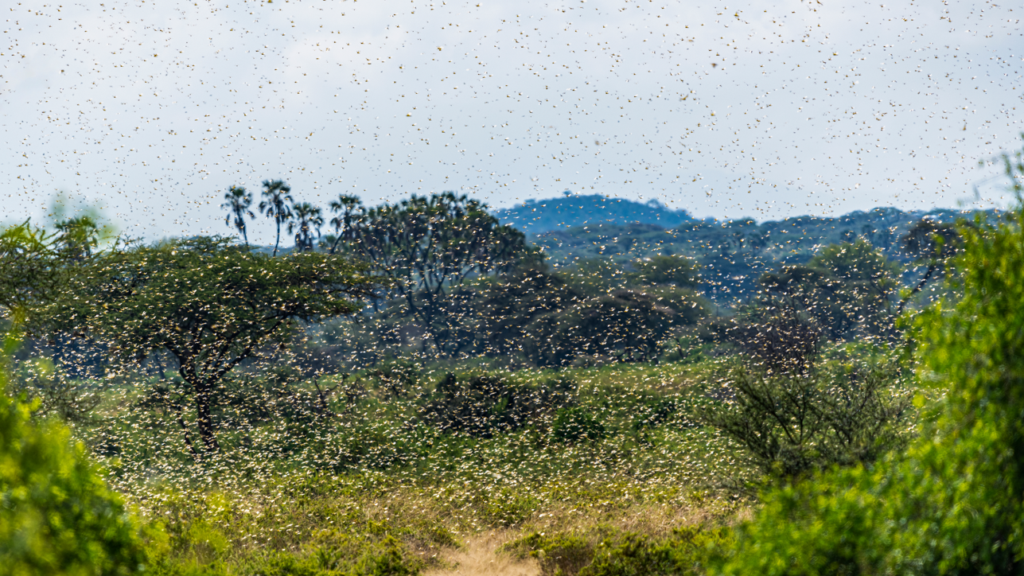 Ten-Minute <i>Mitzvah</i>: Locusts, Plagues, and Jewish Unity